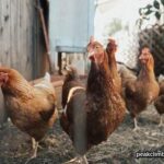 Chicken Captions for Instagram