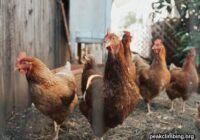 Chicken Captions for Instagram