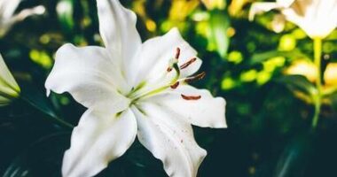 Lily Flowers Captions For Instagram