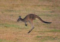 Kangaroo Captions Instagram